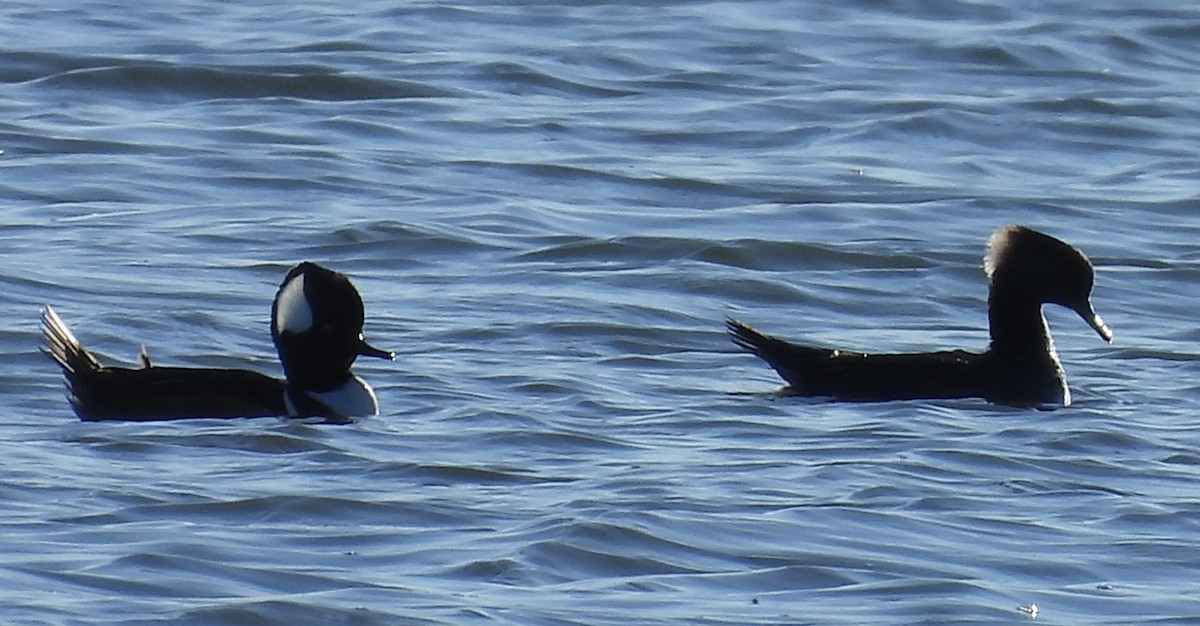 morčák chocholatý - ML644647207