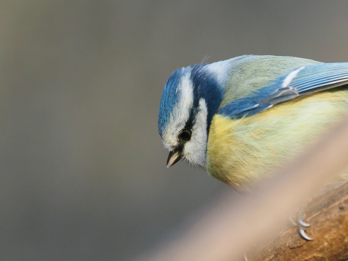Eurasian Blue Tit - ML644647208