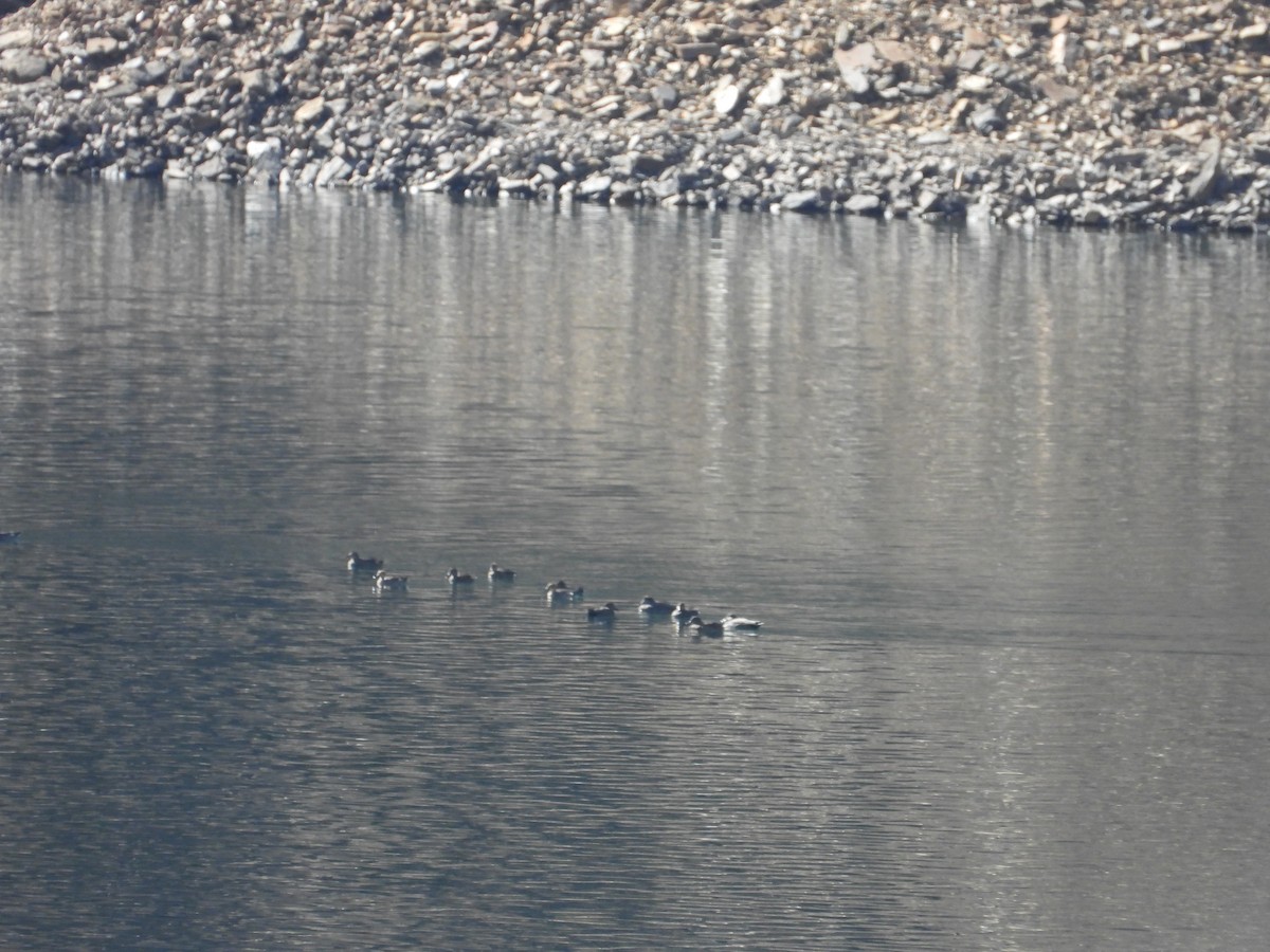 Gadwall - ML644647209