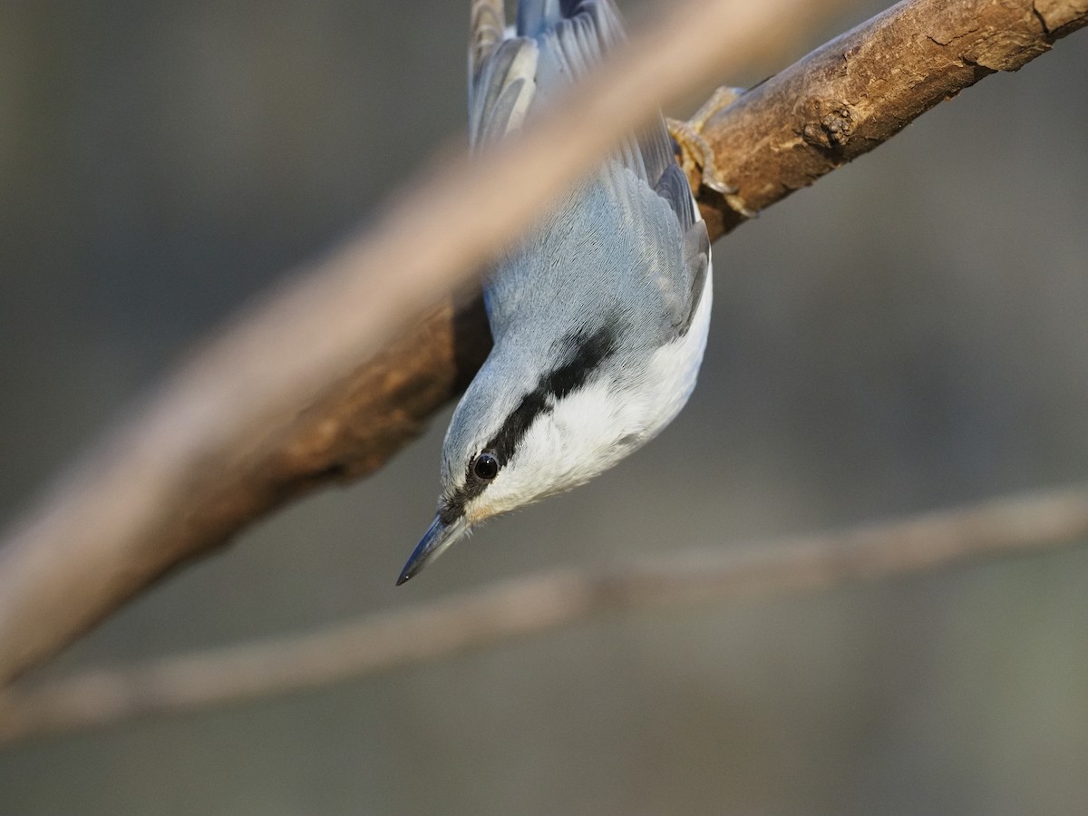 Eurasian Nuthatch - ML644647211