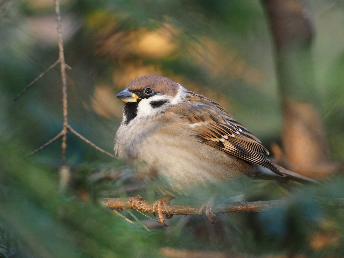 Eurasian Tree Sparrow - ML644647215