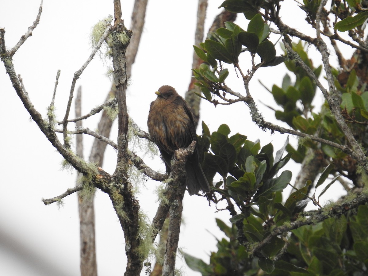 Mountain Thrush - ML644647216