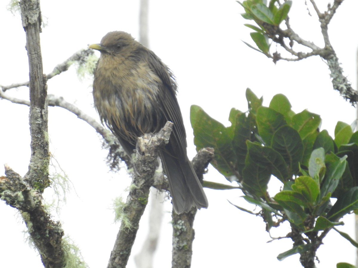 Mountain Thrush - ML644647217