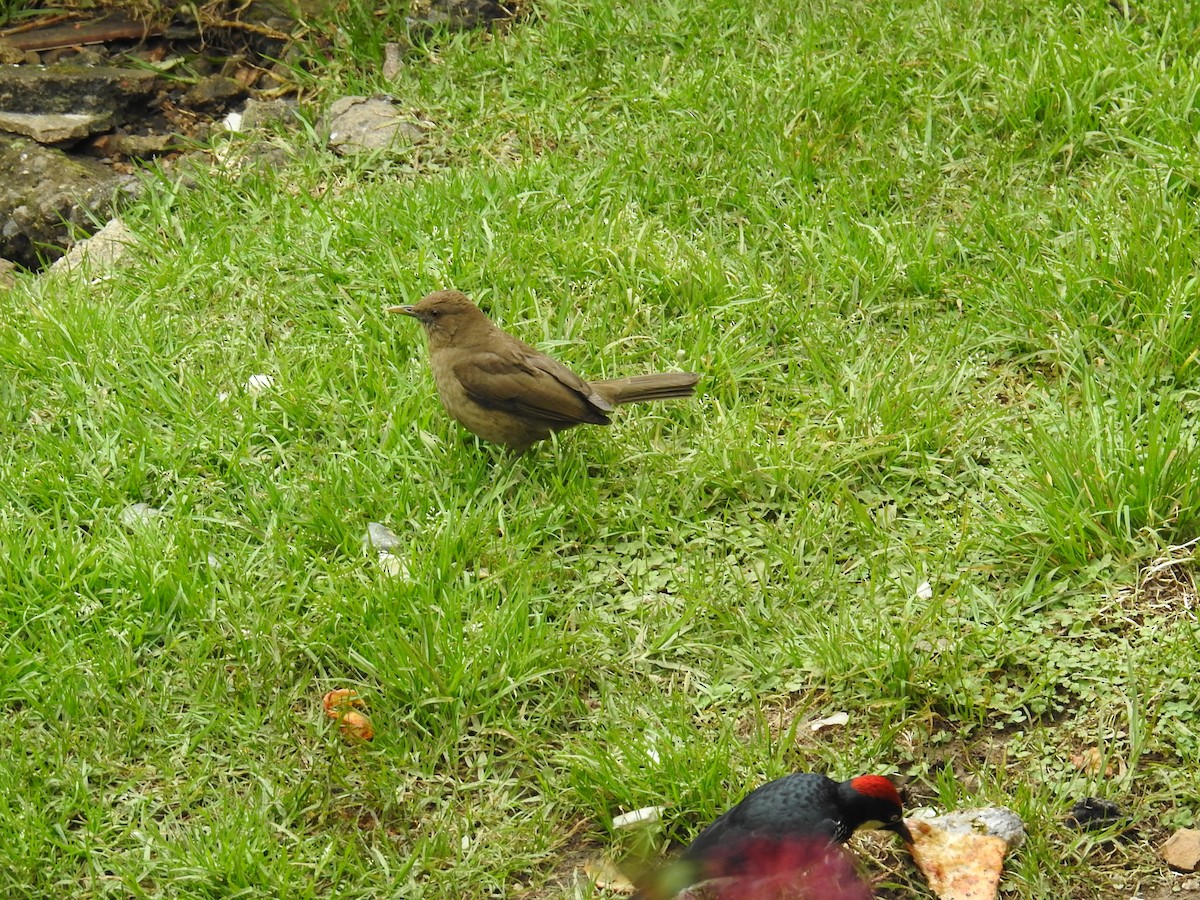 Merle fauve - ML644647220