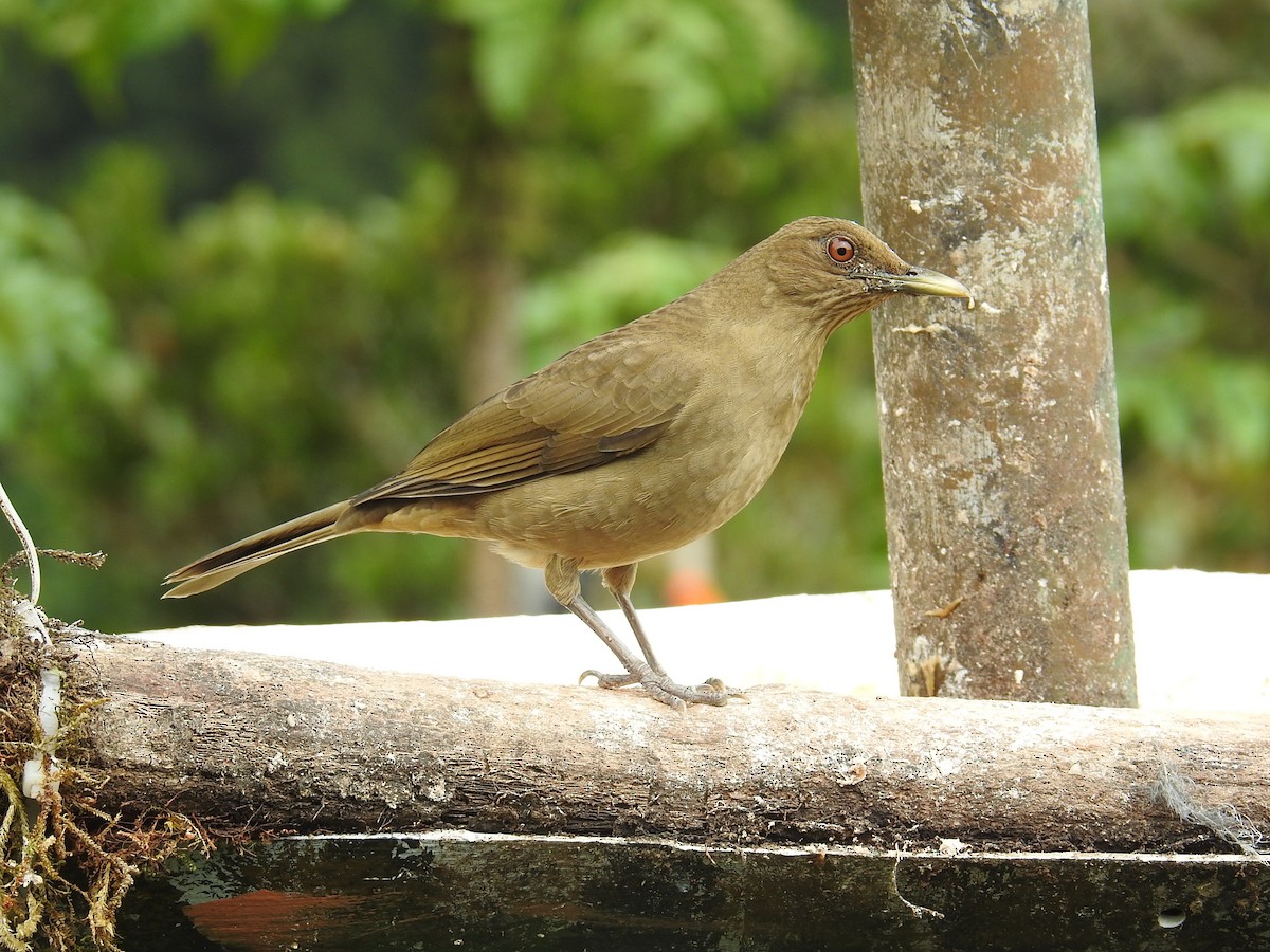 Merle fauve - ML644647221