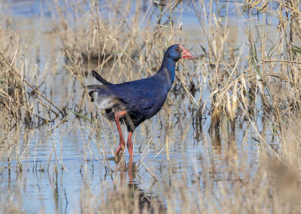 slípka modrá - ML644647224