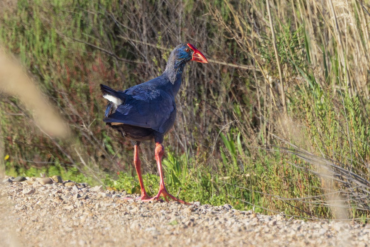 slípka modrá - ML644647225