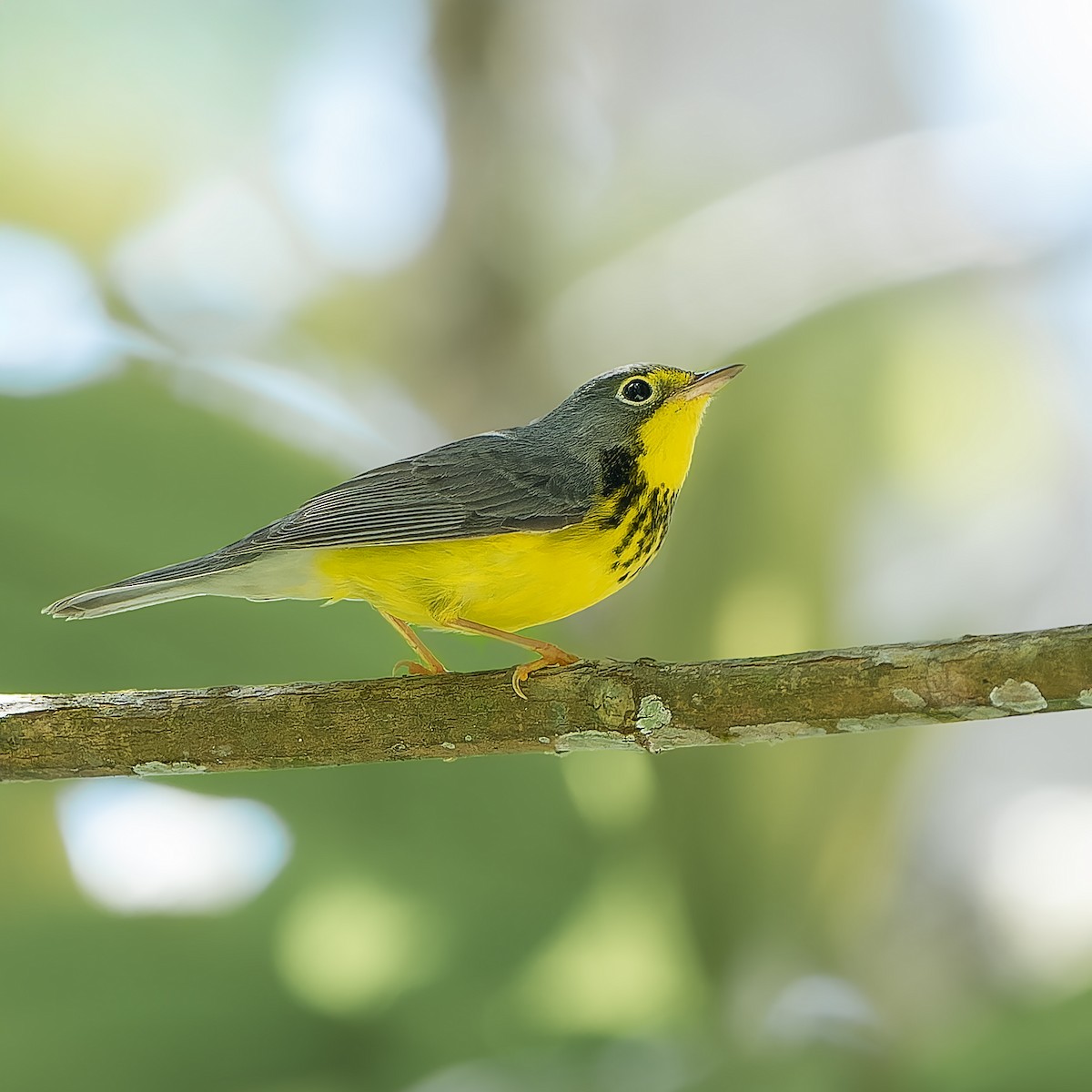 Paruline du Canada - ML644647226