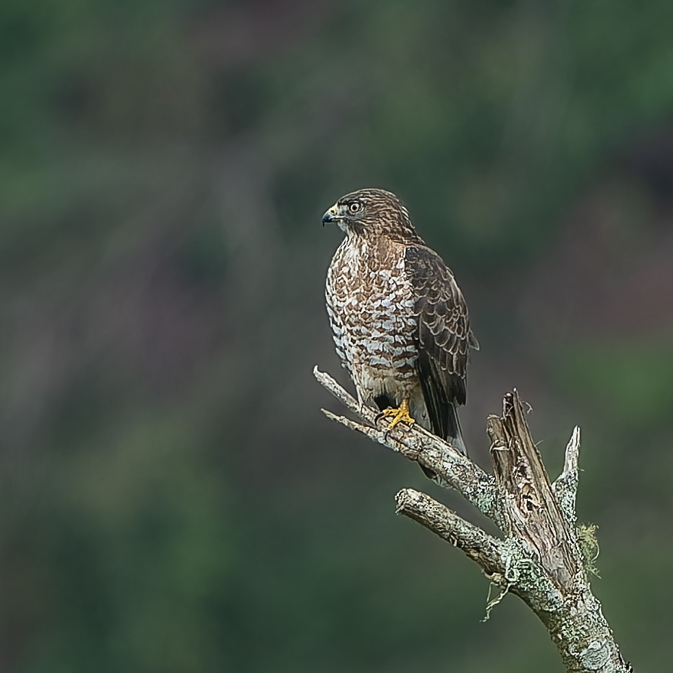 káně širokokřídlá - ML644647235