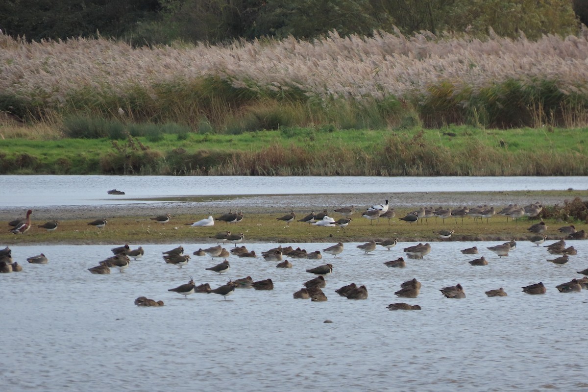 Çamurcun - ML644647241