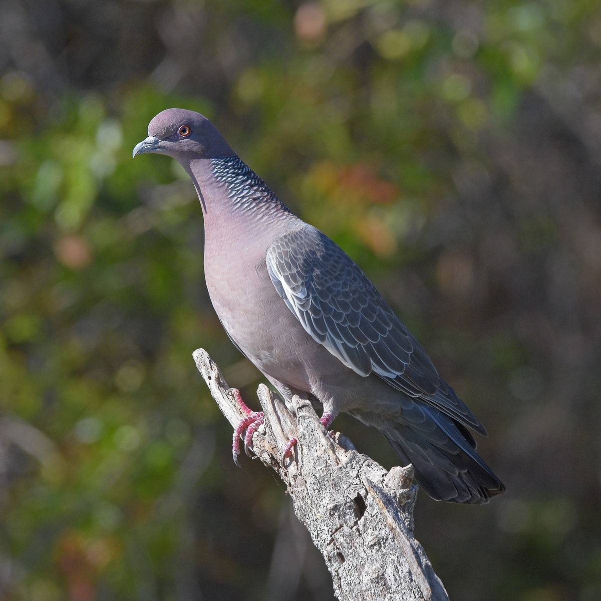 Темнохвостый голубь - ML644647249