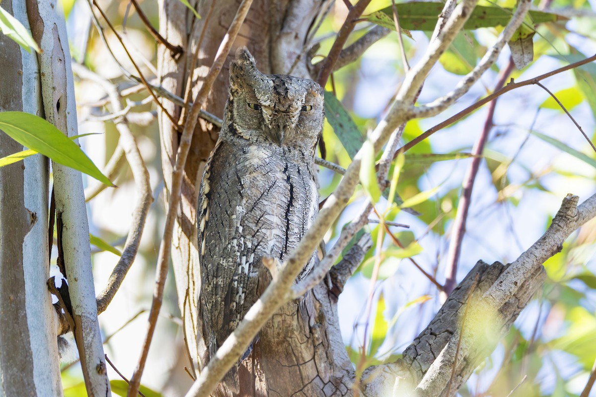 dverghornugle - ML644647253