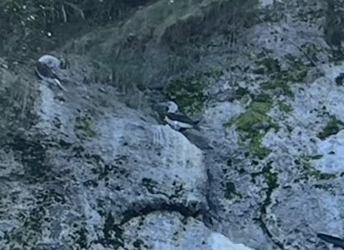 Blue-footed Booby - ML644647260