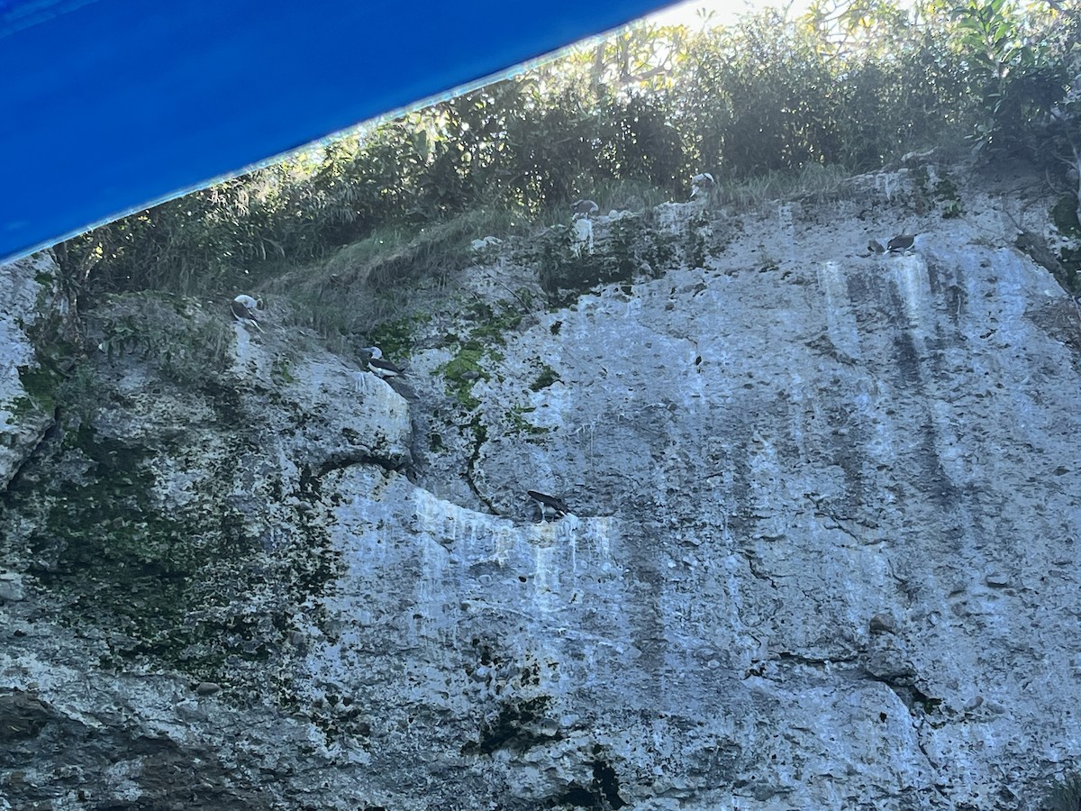 Blue-footed Booby - ML644647261