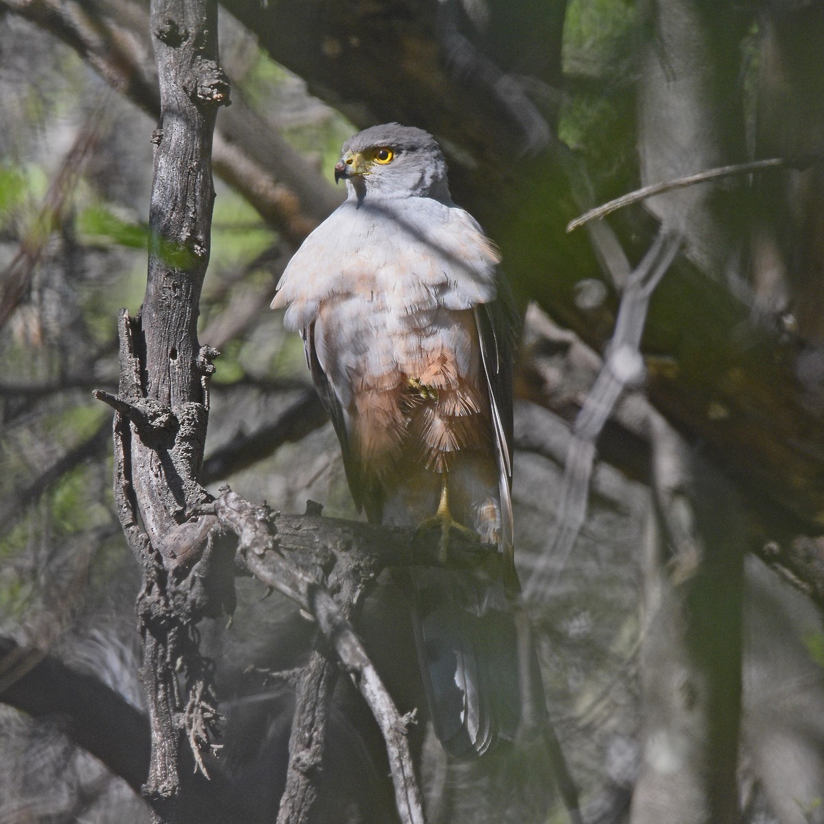 Яструб неотропічний - ML644647266