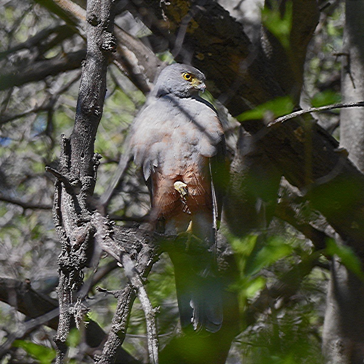 Яструб неотропічний - ML644647267