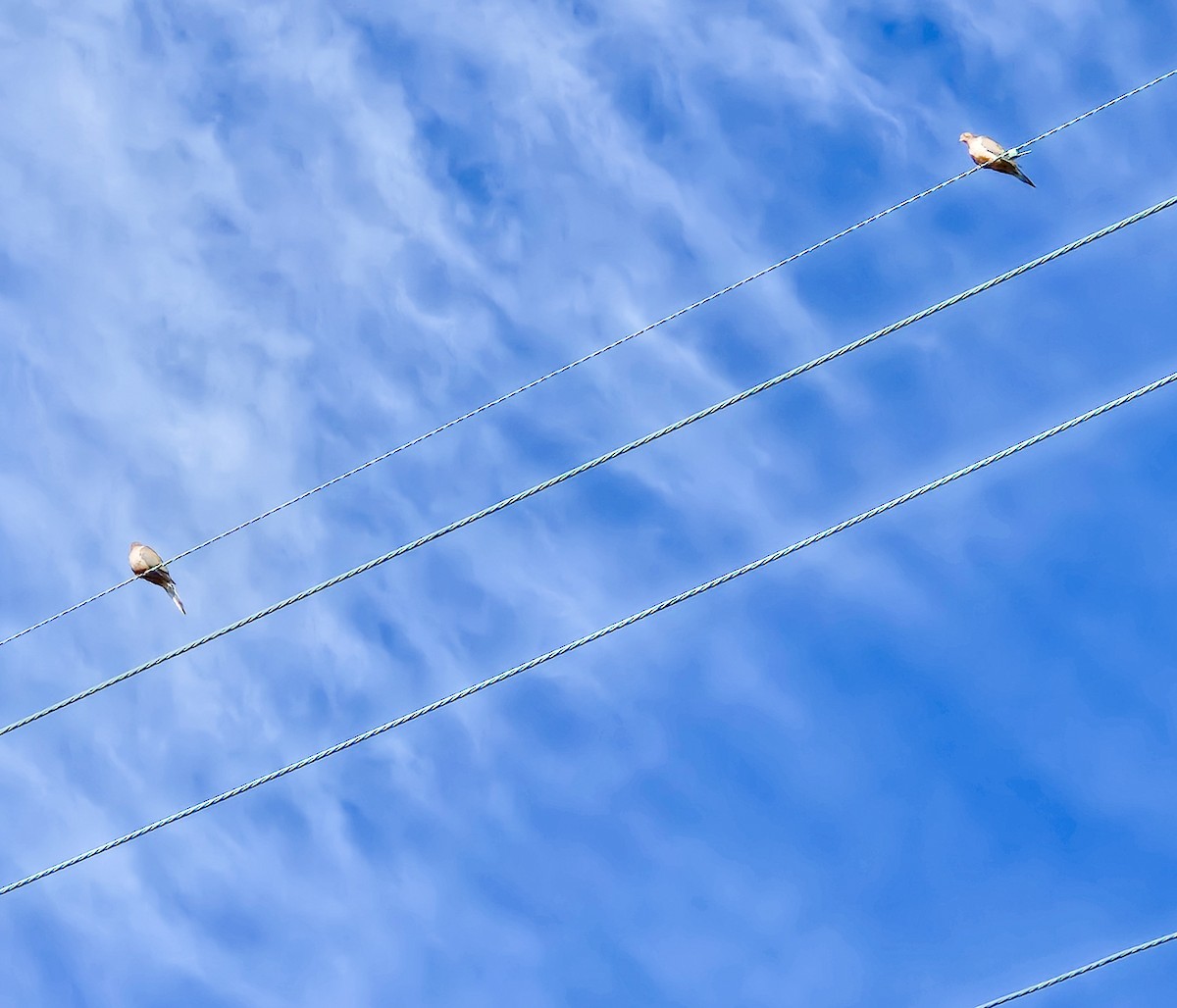 Mourning Dove - ML644647269