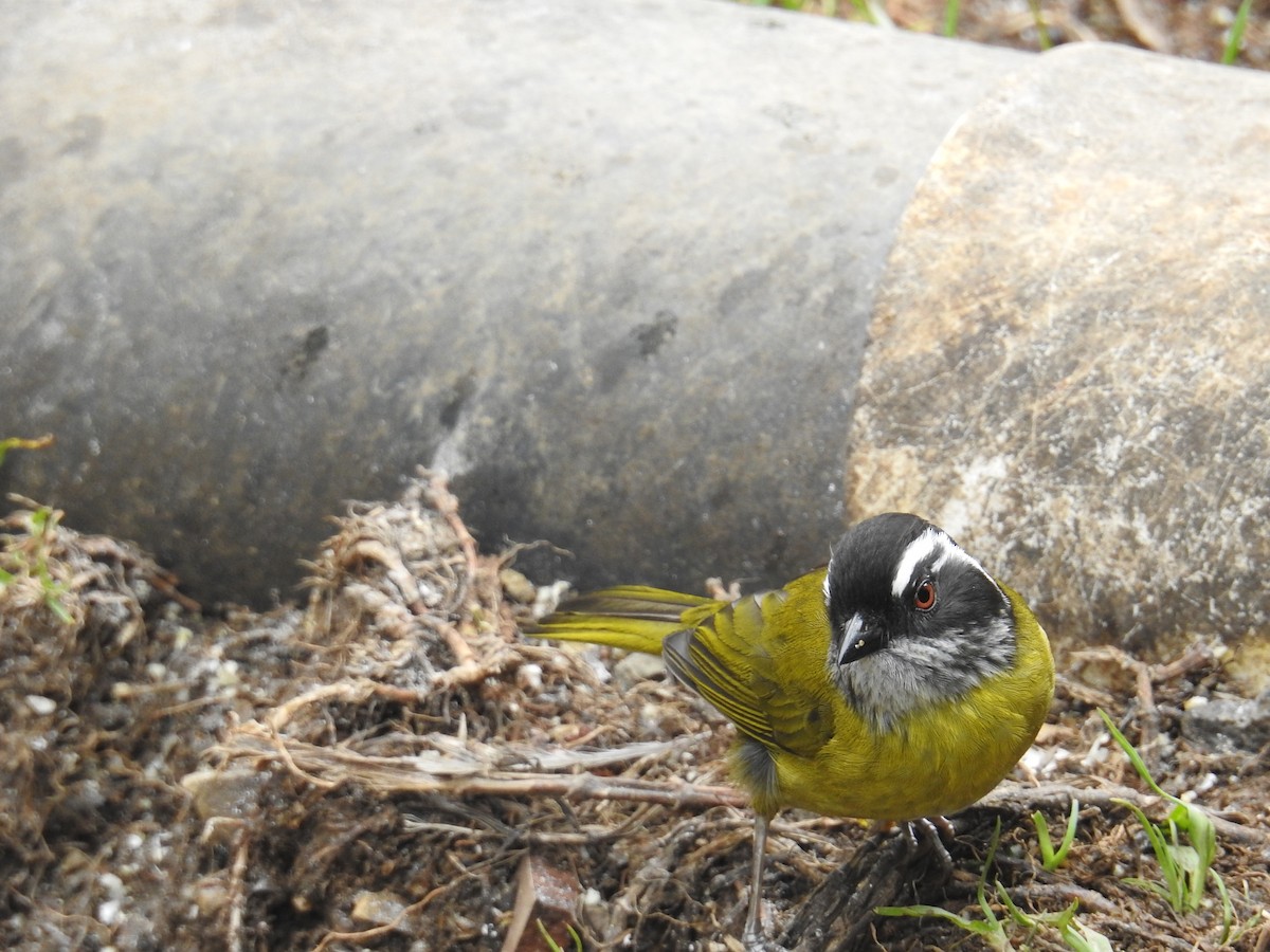 Sooty-capped Chlorospingus - ML644647285