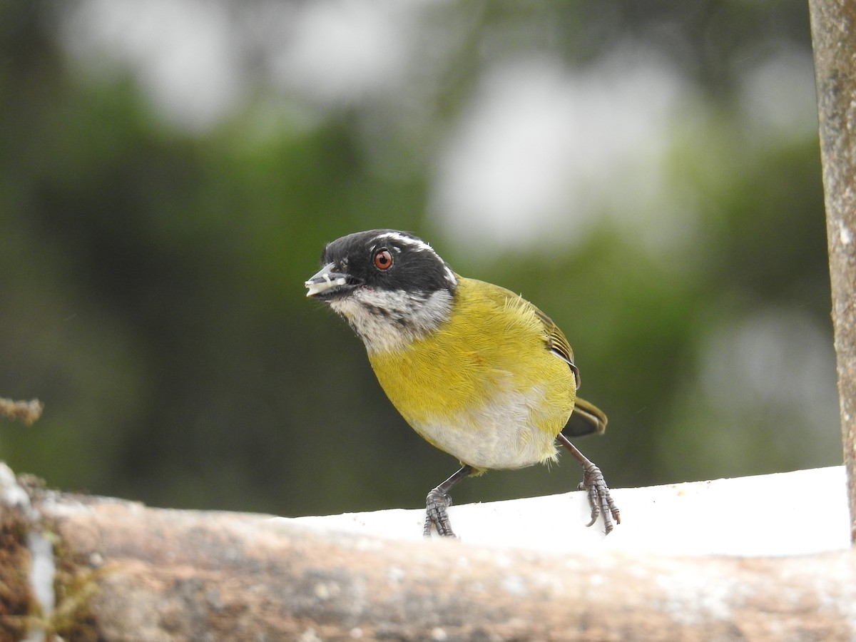 Sooty-capped Chlorospingus - ML644647286