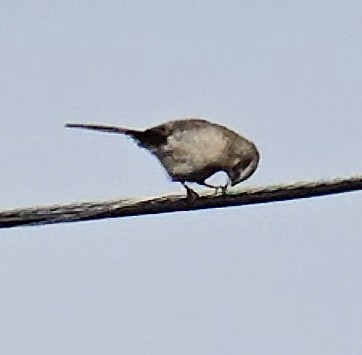 Пересмішник багатоголосий - ML644647287