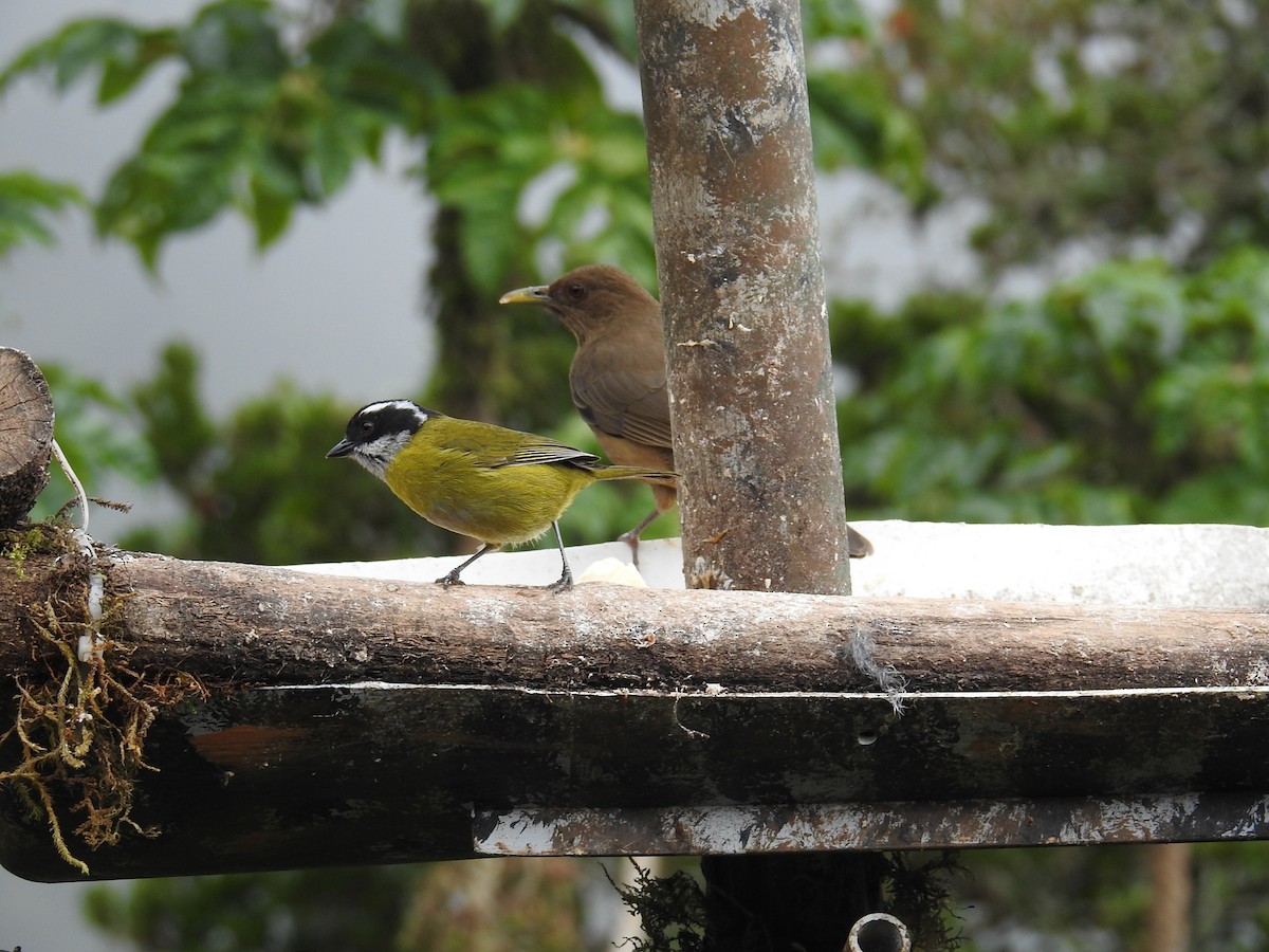 Sooty-capped Chlorospingus - ML644647288