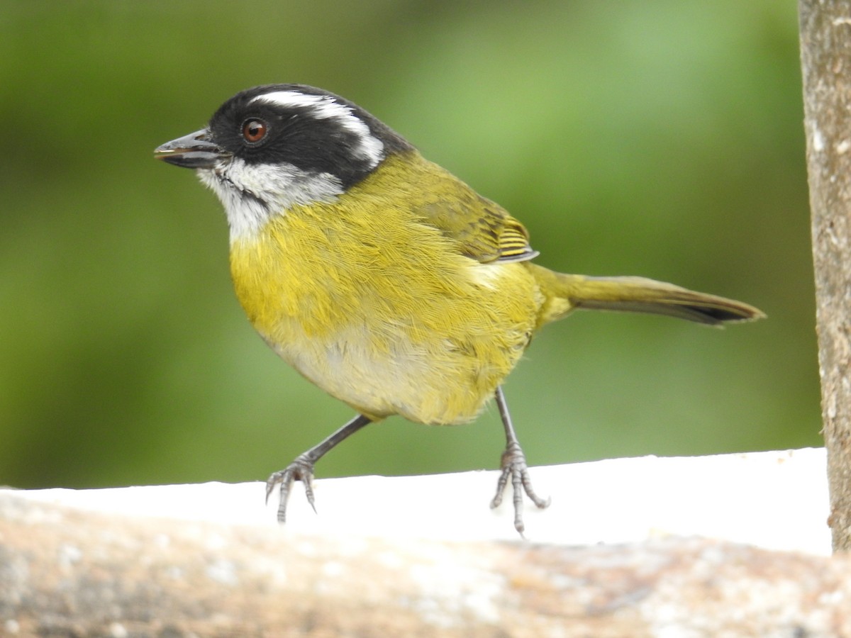 Sooty-capped Chlorospingus - ML644647289