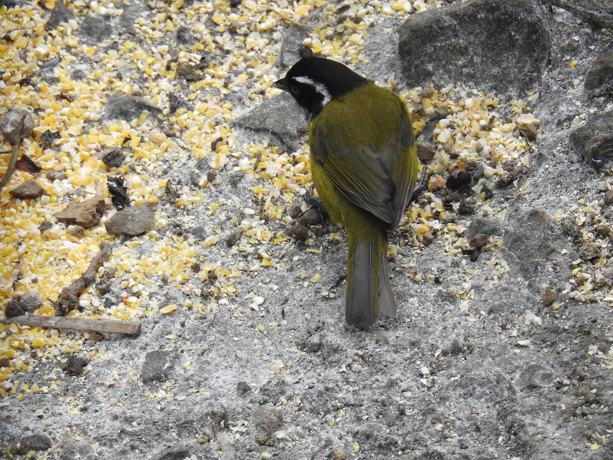 Sooty-capped Chlorospingus - ML644647290