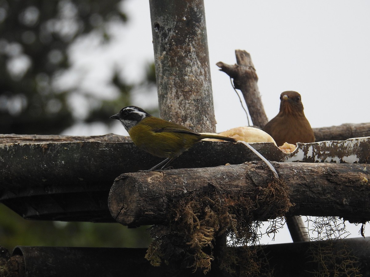 Sooty-capped Chlorospingus - ML644647291