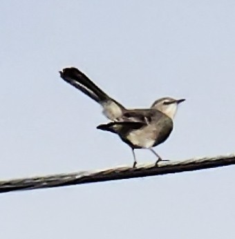 Пересмішник багатоголосий - ML644647292