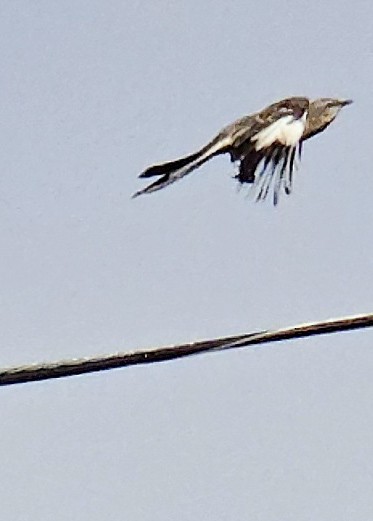 Пересмішник багатоголосий - ML644647296