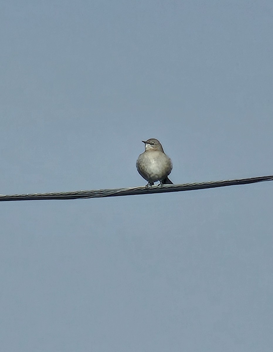 Пересмішник багатоголосий - ML644647297