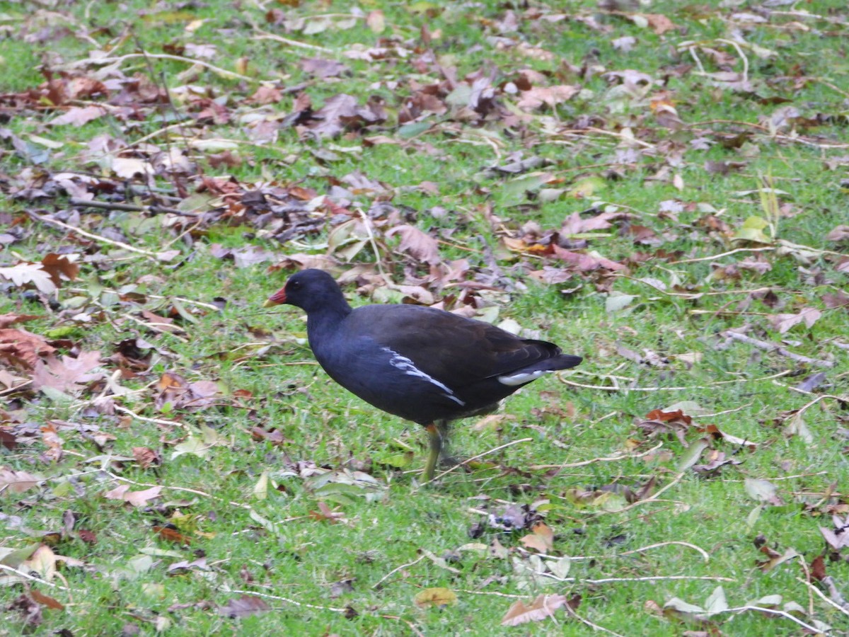 紅冠水雞 - ML644647299