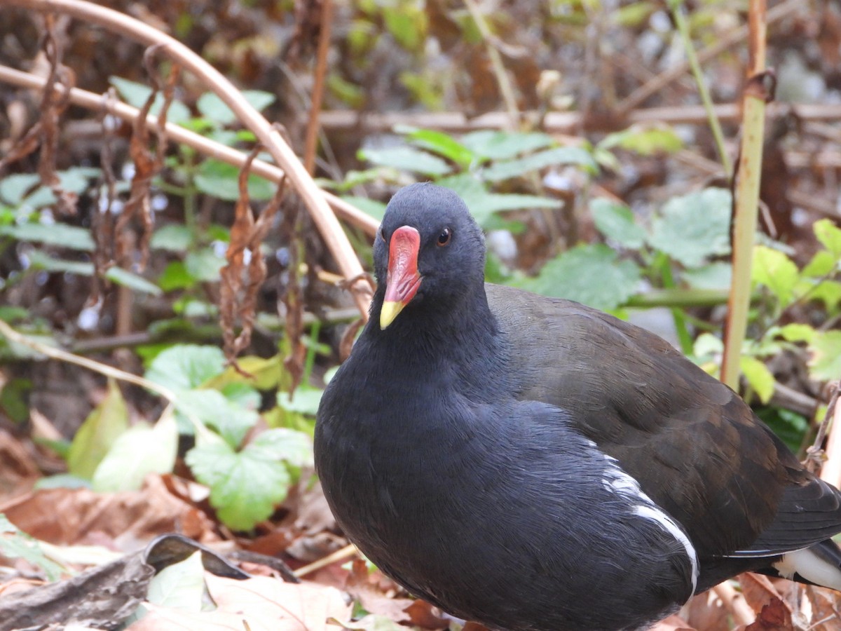 紅冠水雞 - ML644647300