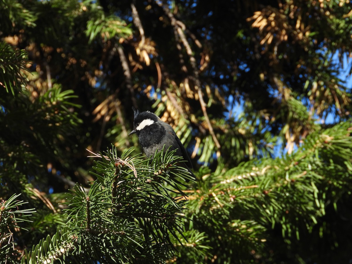 Rufous-naped Tit - ML644647303