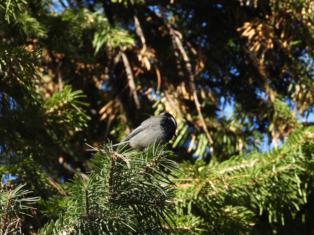 Rufous-naped Tit - ML644647304