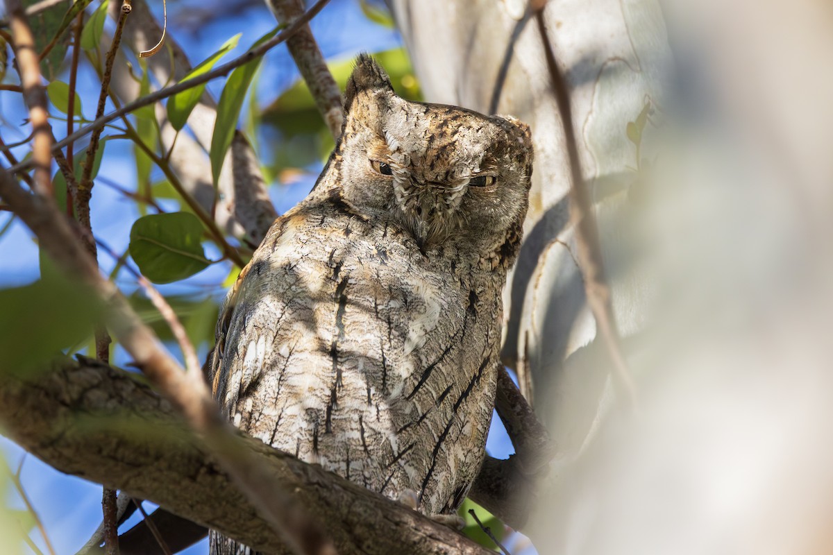 dverghornugle - ML644647306