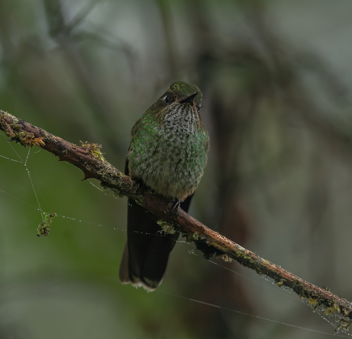 Mountain Avocetbill - ML644647307
