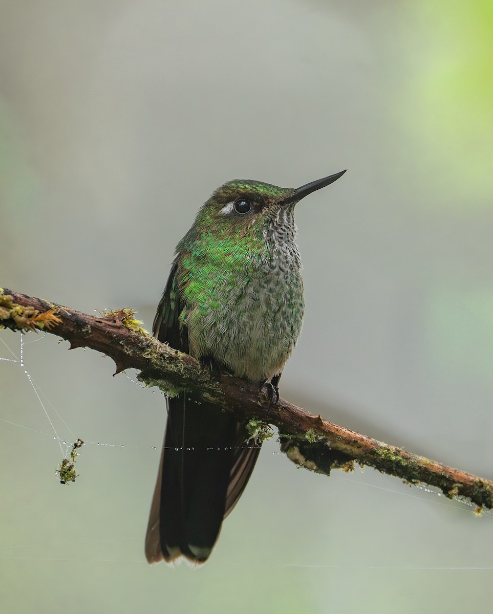 Mountain Avocetbill - ML644647308