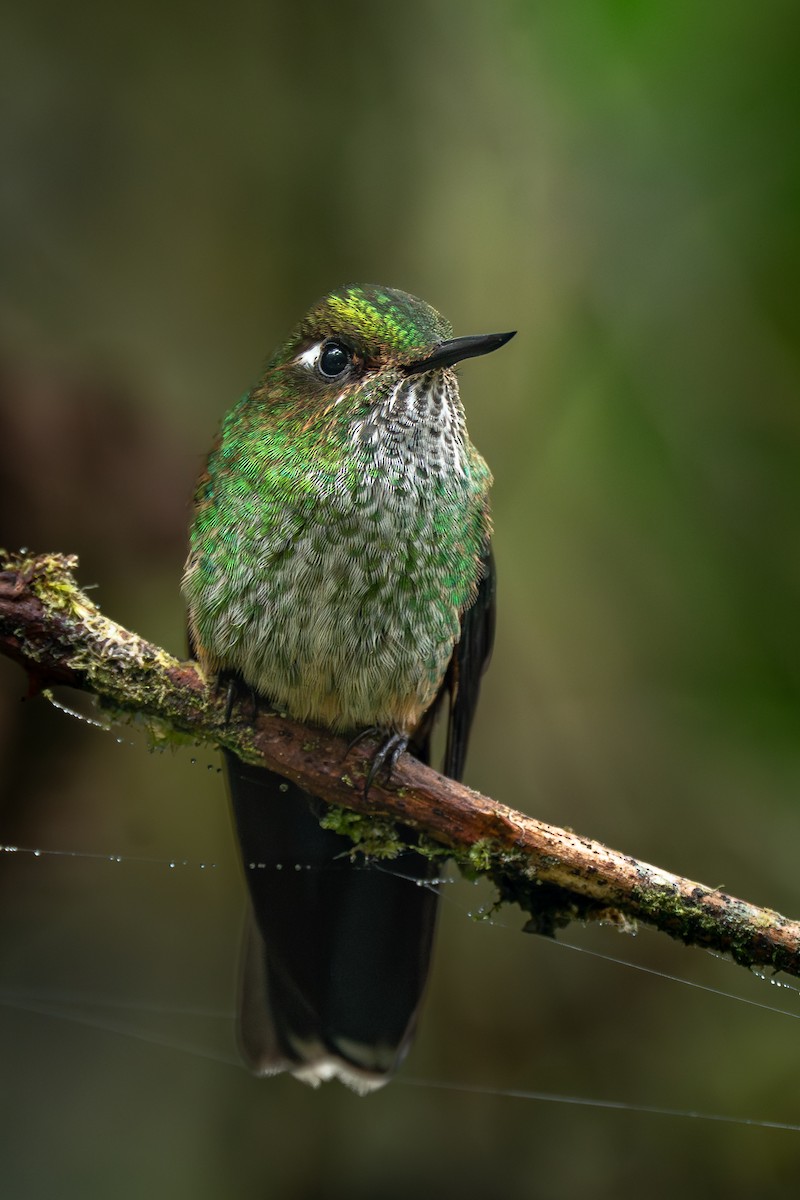 Mountain Avocetbill - ML644647309