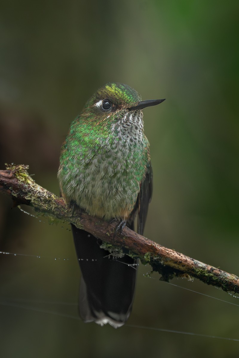 Mountain Avocetbill - ML644647310
