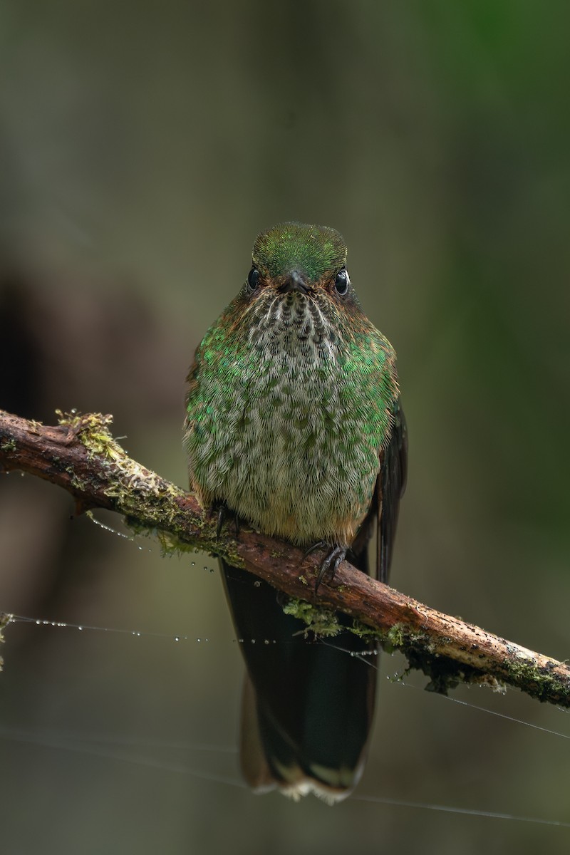 Mountain Avocetbill - ML644647311