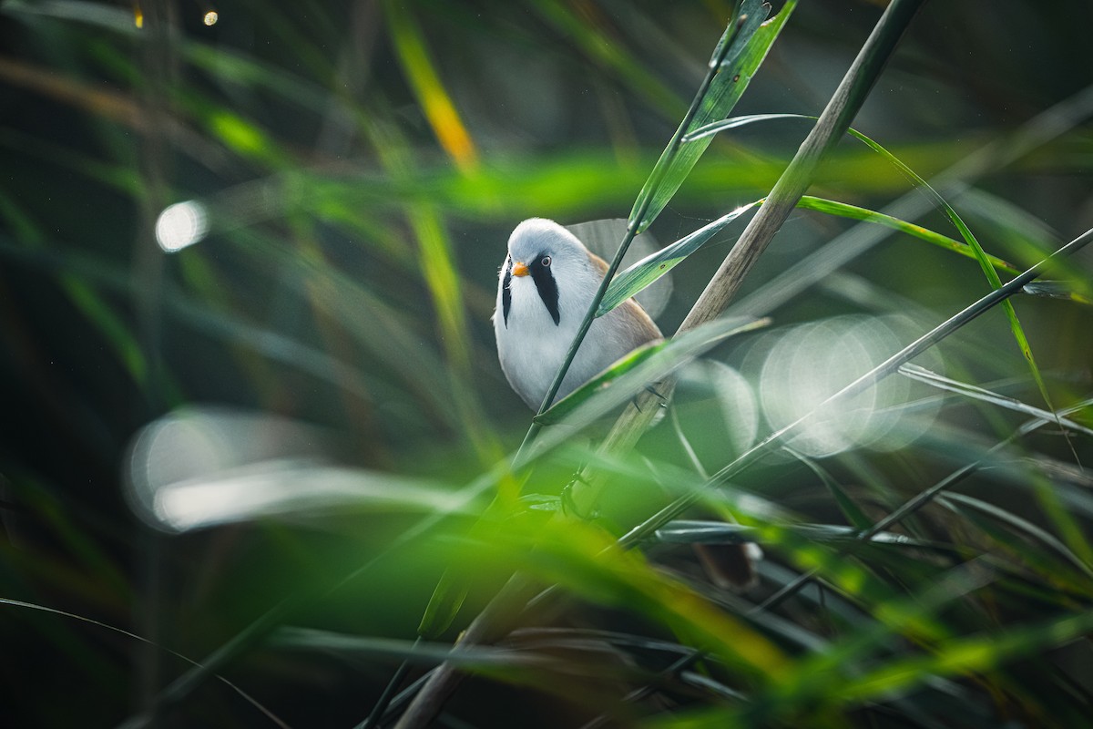 Bearded Reedling - ML644647315