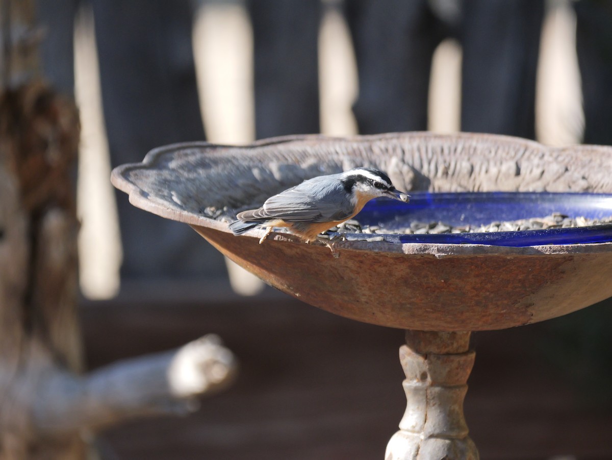 Red-breasted Nuthatch - ML644647321