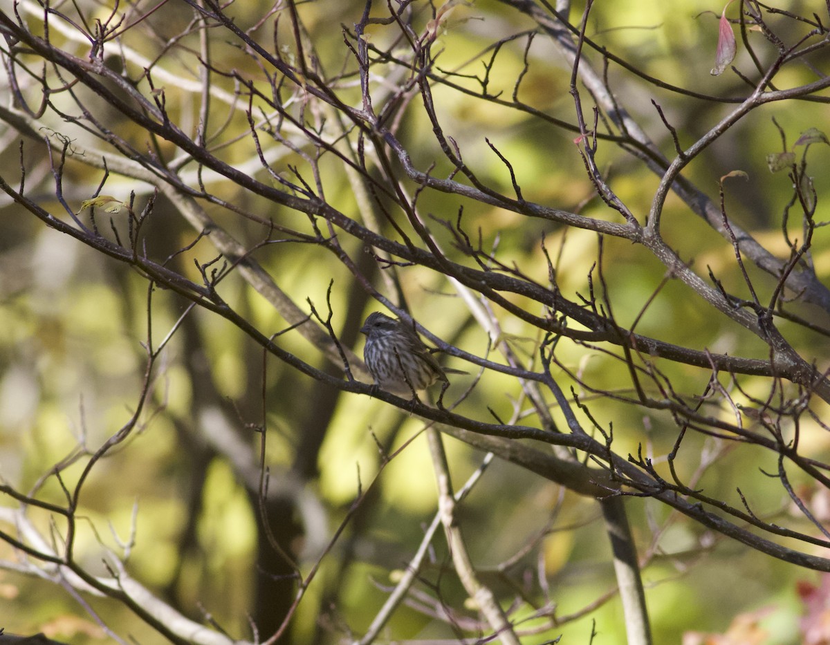 Purple Finch (Eastern) - ML644647323