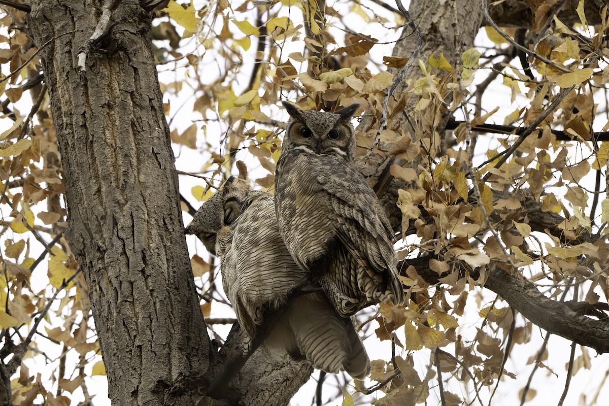 Great Horned Owl - ML644647352