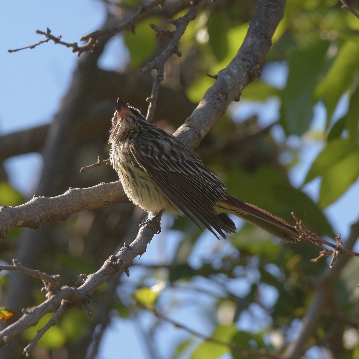 Streaked Flycatcher - ML644647359