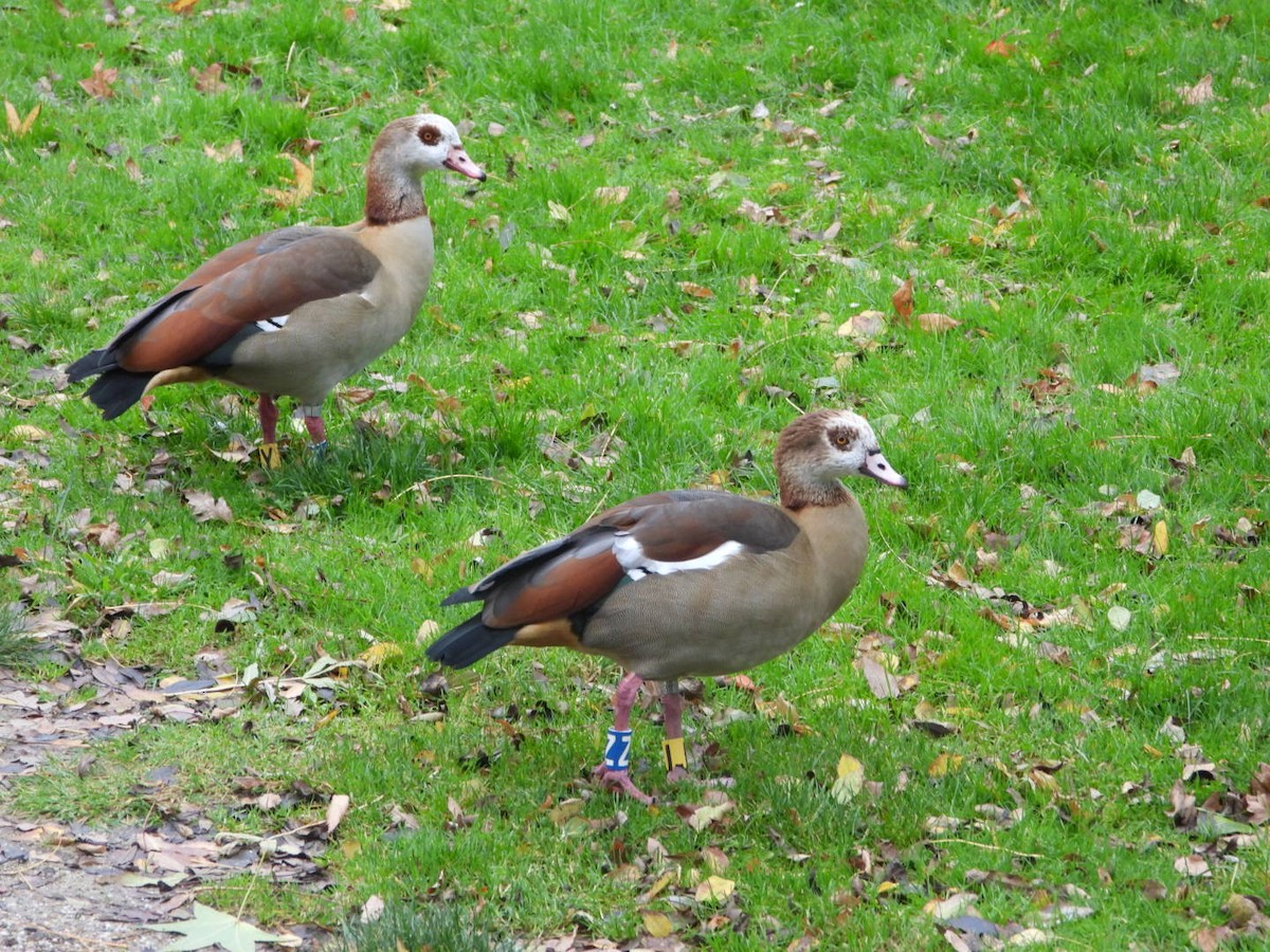 Egyptian Goose - ML644647360