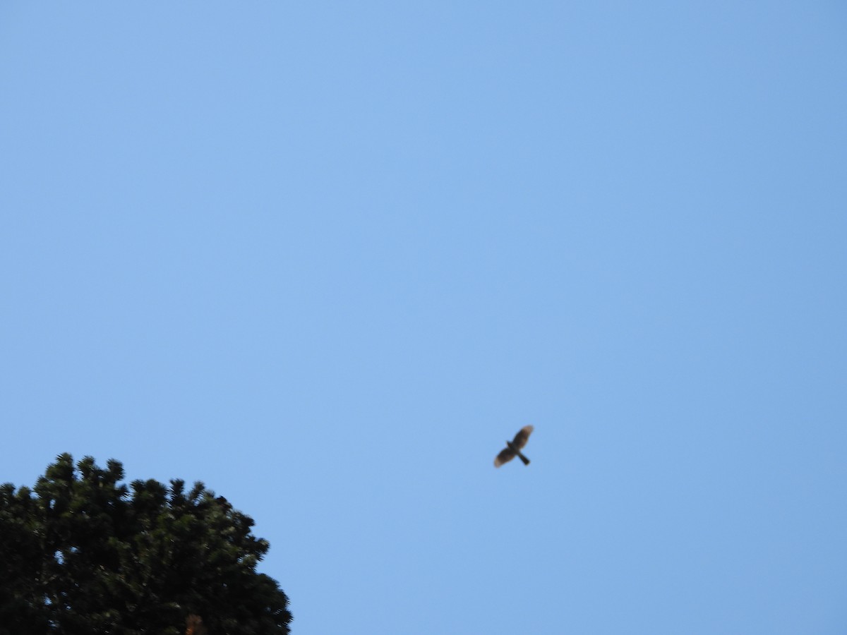 Sperber - ML644647365