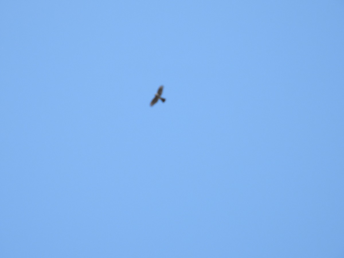 Sperber - ML644647366