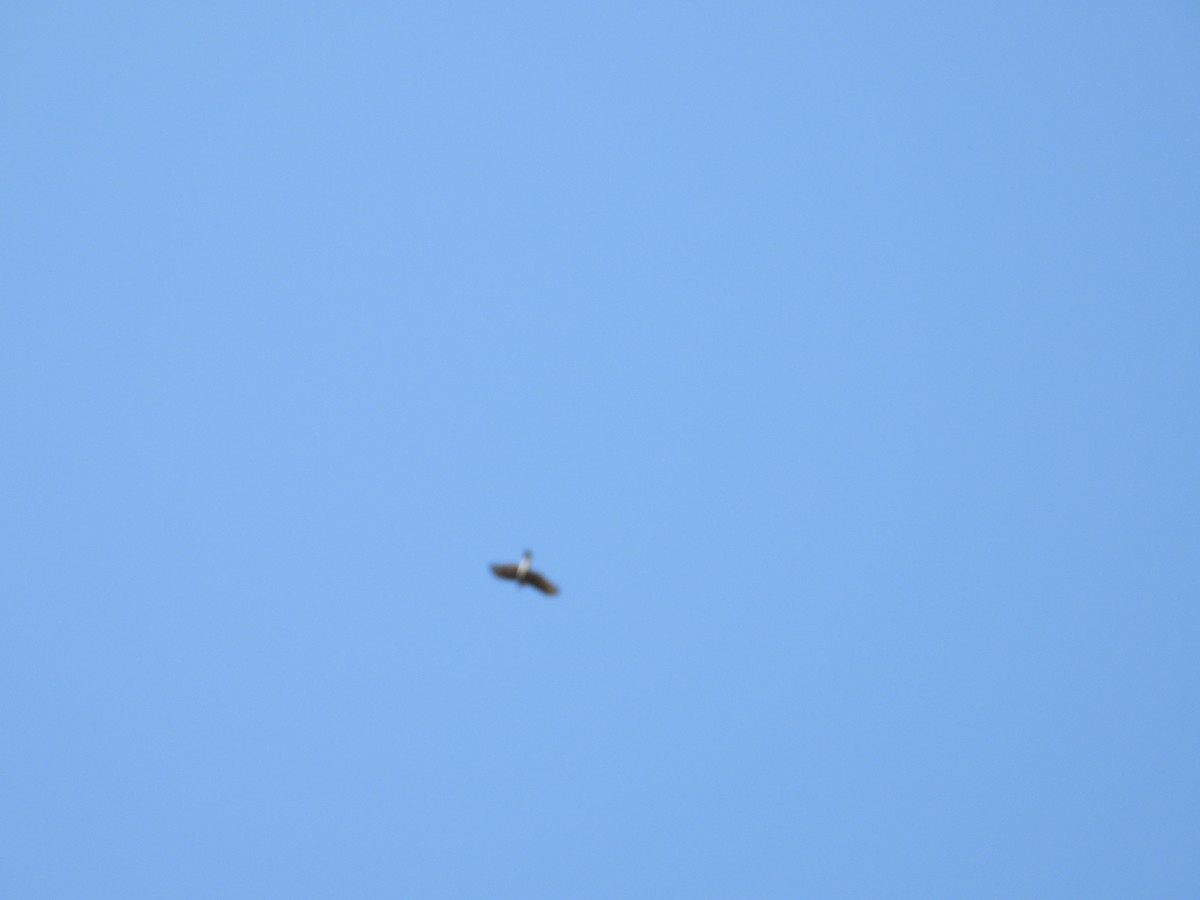 Sperber - ML644647367